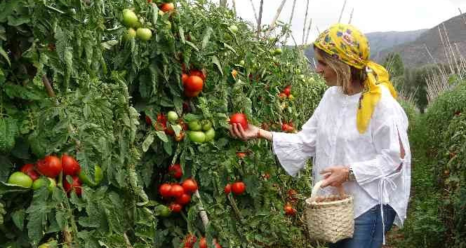 Domates üreticisinin yüzünü güldürdü