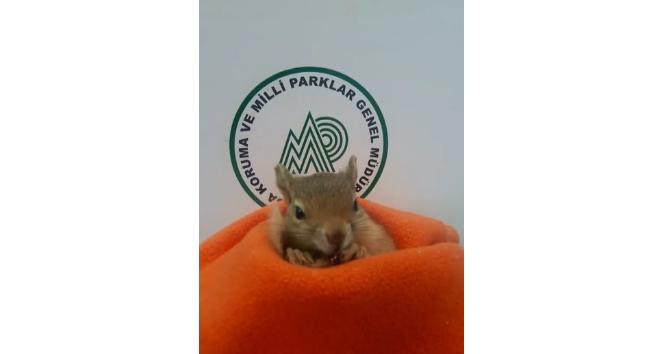 Yavru Sincap koruma altına alındı