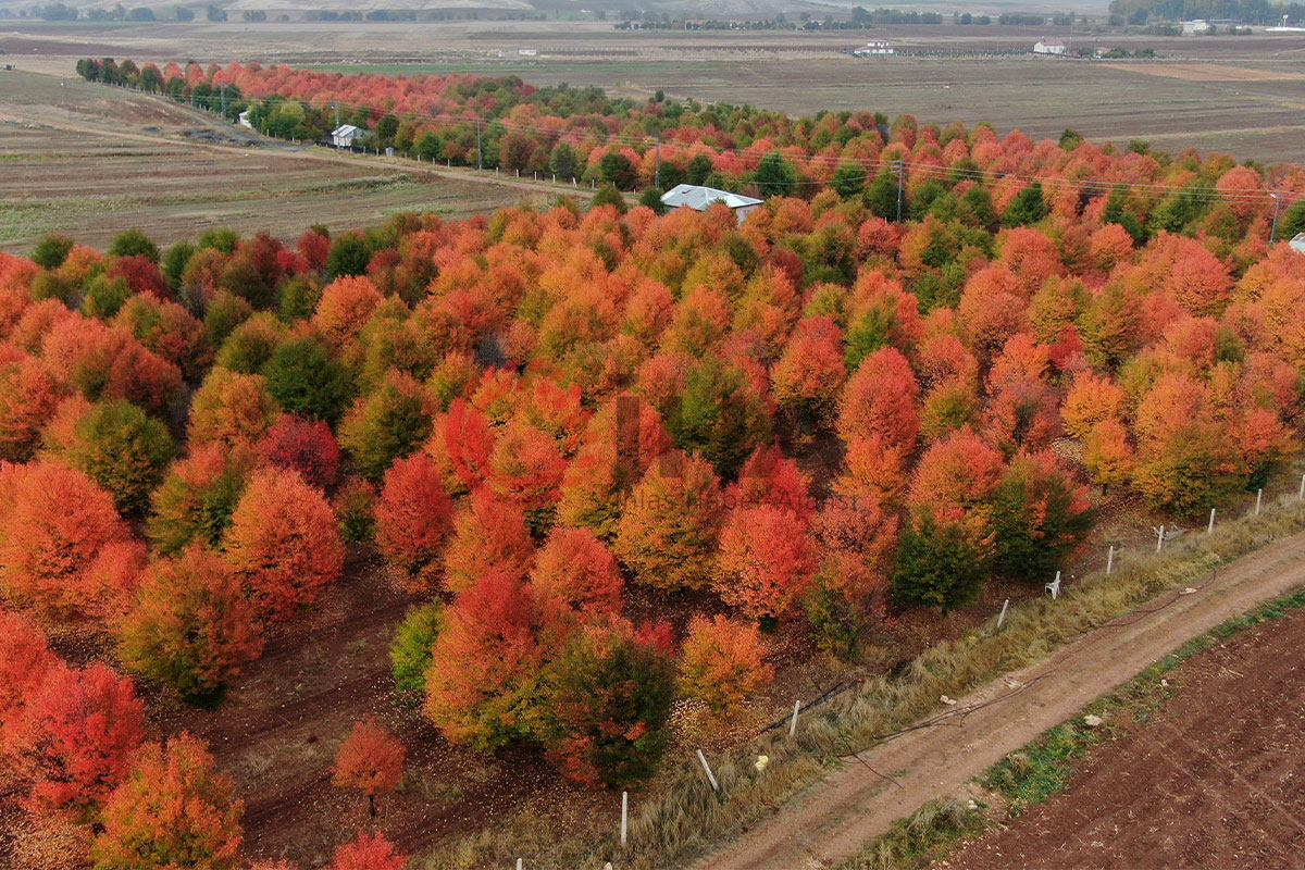 Bozkır tuvale dönüştü, oluşan manzara mest etti
