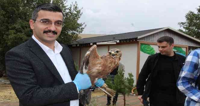 Şırnak’ta tedavisi tamamlanan kumru, kartal ve kızıl şahin doğaya bırakıldı
