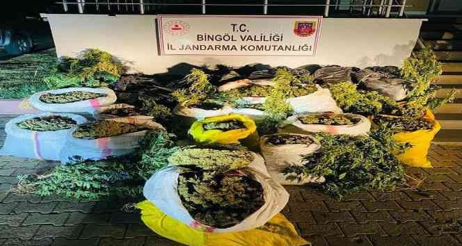 Bingöl’de terör finans kaynağına ağır darbe: 6 milyon kök kenevir ele geçirildi