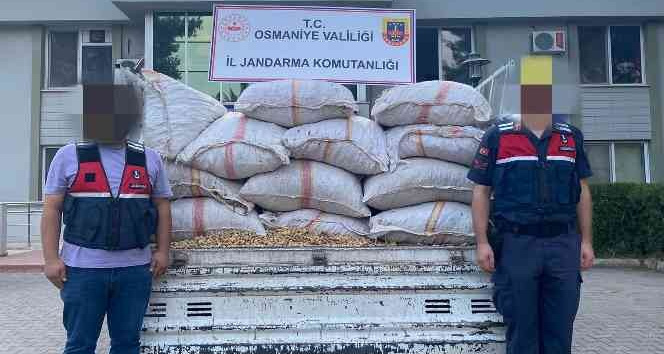 Fıstık hırsızları jandarmadan kaçamadı