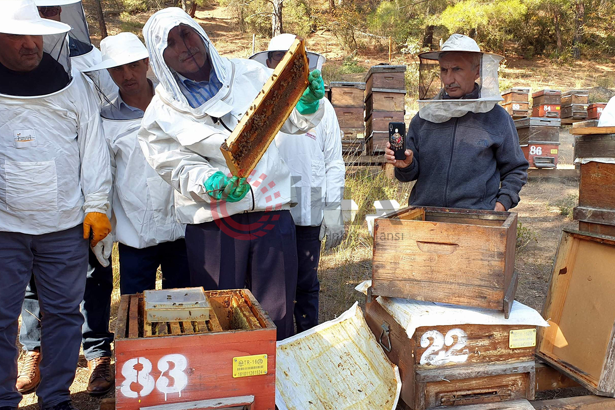 Türkiye dünyada 3. sırada...8 milyon koloni var