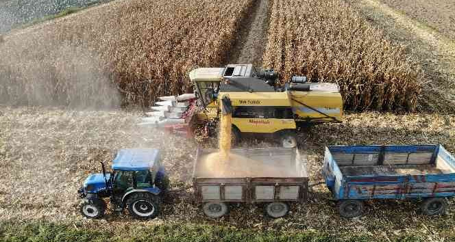 Tokat’ta ’sarı altın’ hasadı başladı