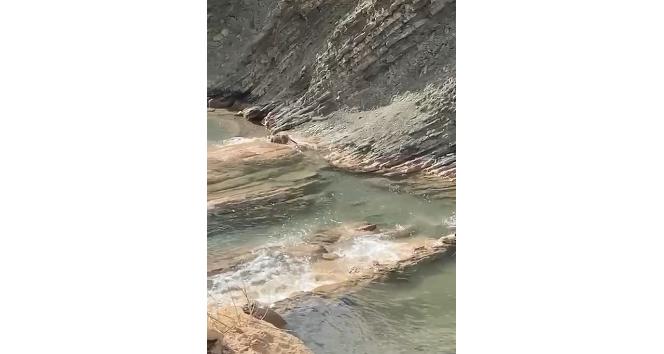 Koruma altındaki su samuru balık avlarken görüldü