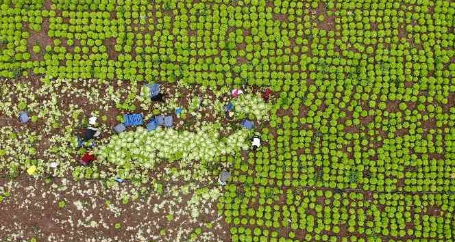 Nisan ayında tavan yapmıştı, sezon sonu fiyatı yüzde 50 düştü