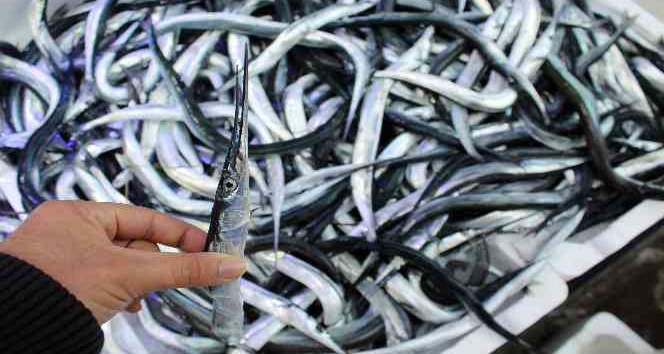 Fosforuyla ünlü zargana balığı kilosu 60 liradan satılıyor