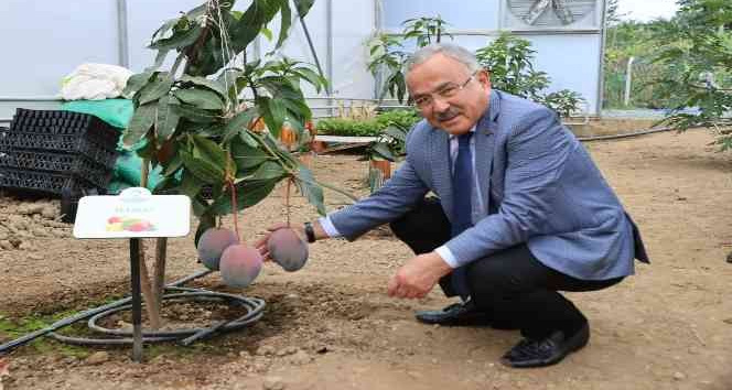 Ordu’da yeni trend: Tropikal meyve yetiştiriciliği