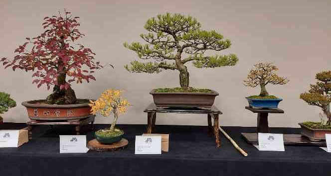 Yalova’da Uluslararası Bonsai Sempozyumu düzenlenecek