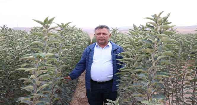 Türkiye’nin elma fidanları Niğde’den gidiyor