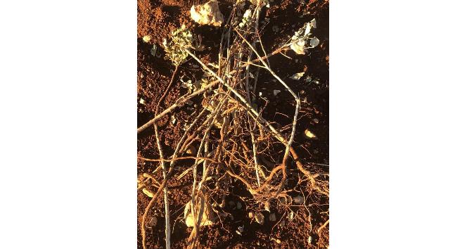 Mardin’de 800 fıstık fidanını kırdılar