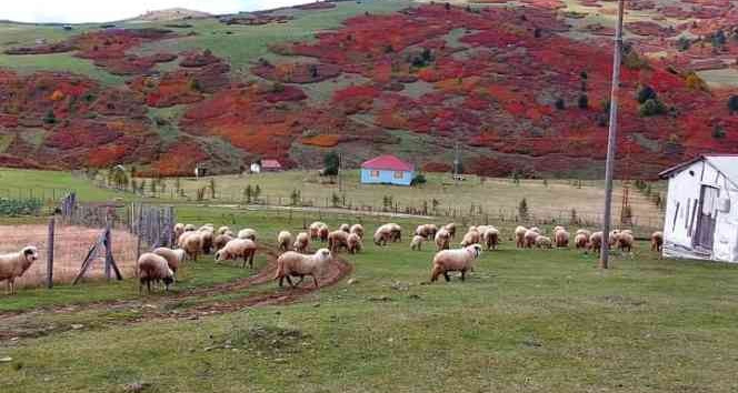 Ordu yaylalarında sonbahar güzelliği