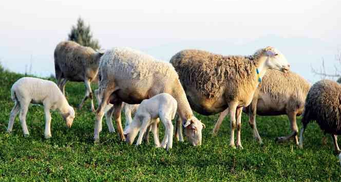 Yalova kıvırcığı koyunu ırkı resmen tescillendi