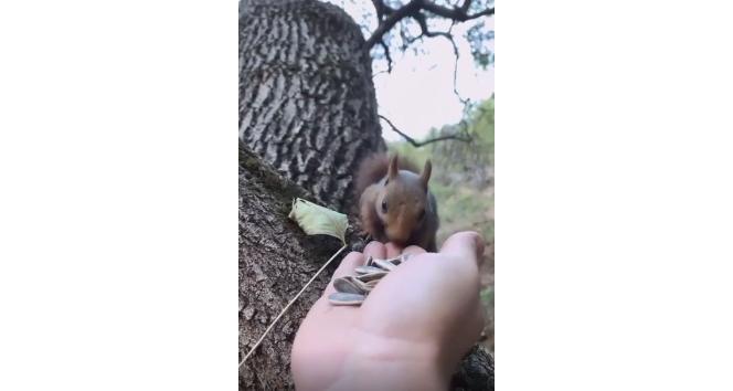 Sincaba elleriyle çekirdek yedirdi