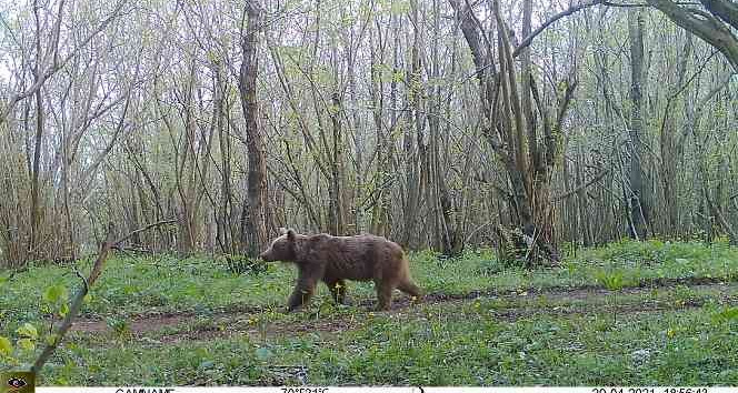 Yalova ormanlarındaki vahşi hayat fotokapanlarla görüntülendi