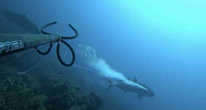 1 saat uğraştı, boyu kadar balık yakaladı
