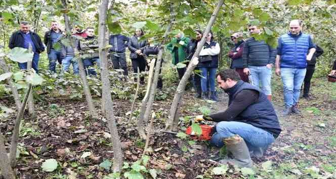 Fındıkta doğru budama verim ve kaliteyi artırıyor