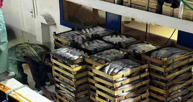 Çanakkale’de denizden balık fışkırdı