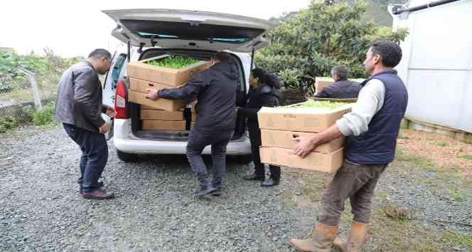 Ordu’da üreticilere 350 bin fide dağıtıldı