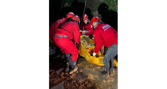 Yamaçtan düştüğü yerde mahsur kalan ineği AKUT kurtardı