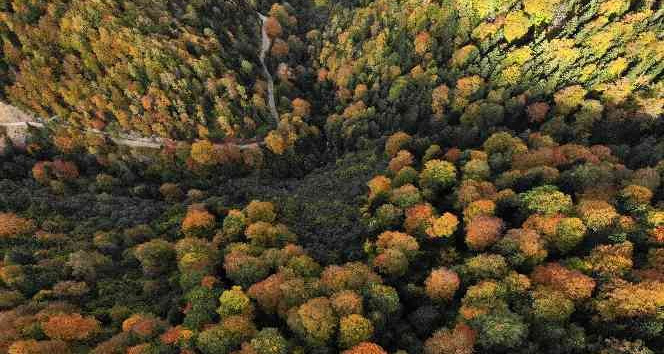 Eşsiz manzarayı görmek için canlı ağaç müzesine akın ettiler