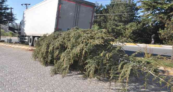 Ağacı kökünden sökerek durabildi, büyük bir kazanın eşiğinden dönüldü