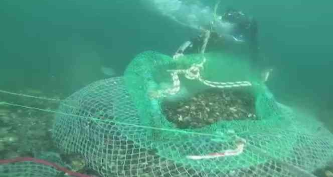 Beykoz’da kaçak avladıkları 1 ton midyeyi denizin 7 metre derinliğine sakladılar