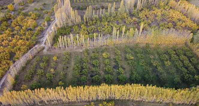 Ağrı Dağı eteklerindeki İrem Bağları renkleri ile büyülüyor