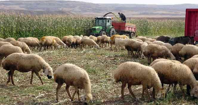 Yozgat’ta yem bitkisi üretiminin artırılması amaçlanıyor