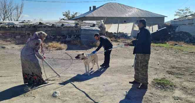Çocukları yaralayan sokak köpeklerine kuduz aşısı yapıldı