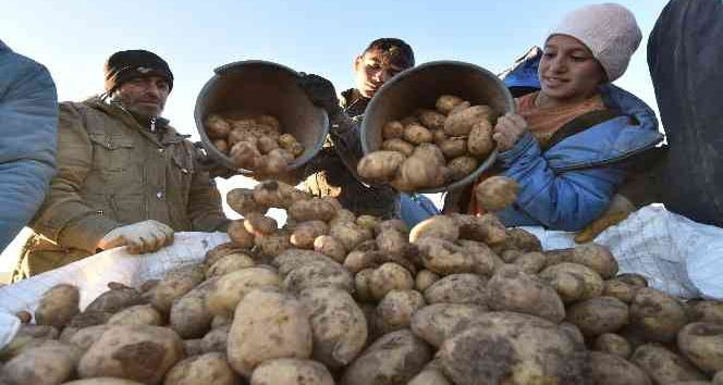 Türkiye’nin patates ihtiyacının yüzde 9’unu Ahlat karşılıyor