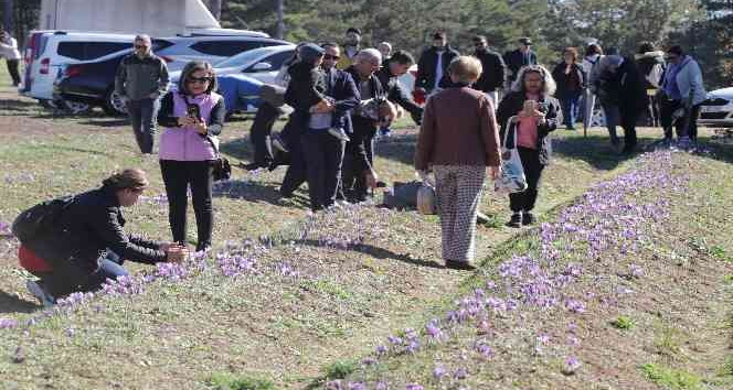 Safran tarlaları üç haftada 60 bin ziyaretçiyi ağırladı