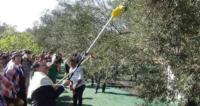 Ayvalık’ta zeytin festivali dahilinde zeytin hasadı yapıldı