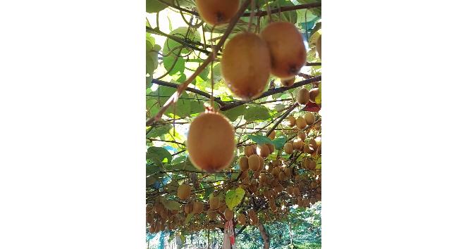 Giresun’da bu defa fındık değil kivi hasadı hazırlıkları başladı