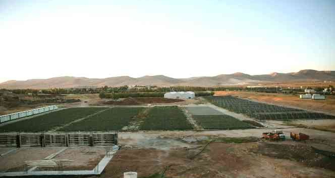 Şehir ekonomisine 900 bin fidanlık katkı