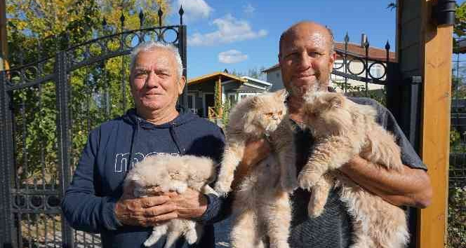 İran kedilerini kendi aracıyla dolaştırarak hayvan sevgisini aşılıyor