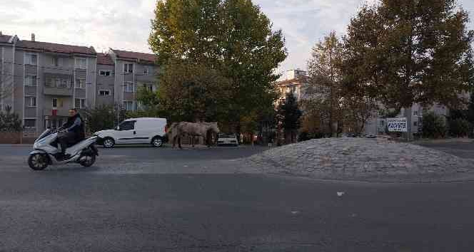 Kırklareli’nde başıboş atlar trafiği tehlikeye sokuyor