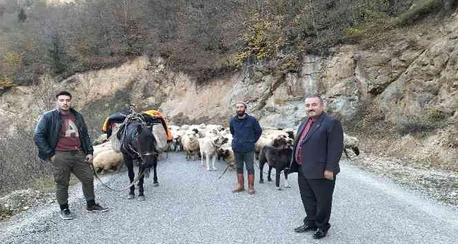 Yaylalarda çobanların sürüleriyle göçü başladı