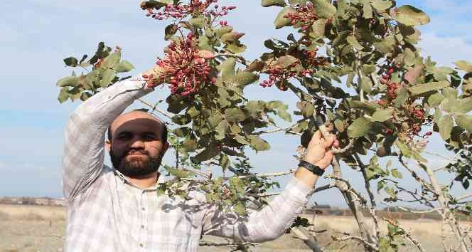Yetişmez denilen Antep fıstığını Iğdır’da dikti, hasadını elleriyle yaptı