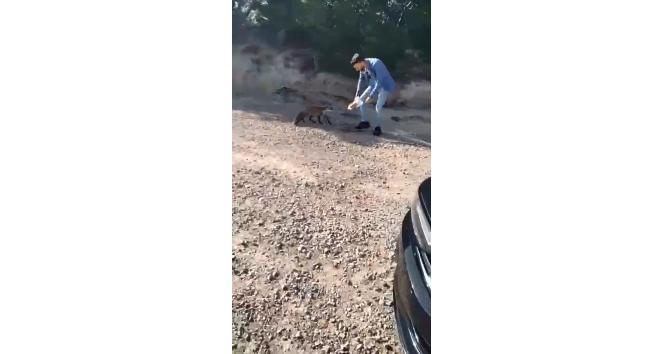 Tarihi Gelibolu Yarımadası’nın maskotu olan tilkiyi elleriyle beslediler