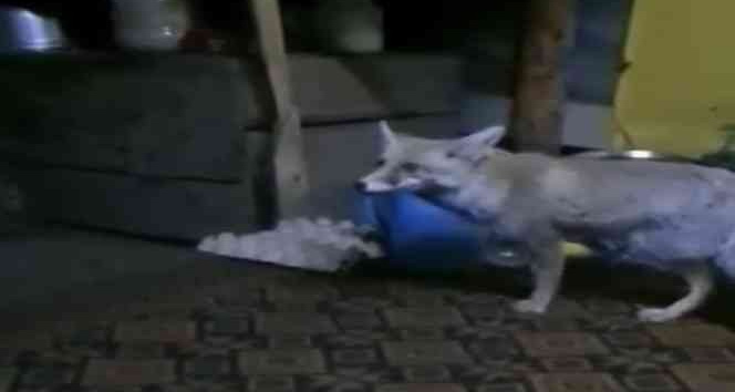 Osmaniye’de aç kalan tilki orman işçilerine sığındı