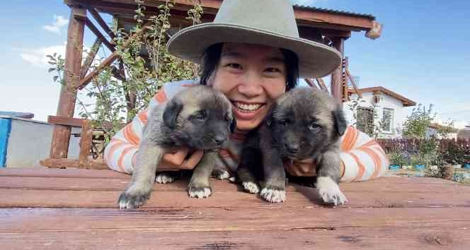 Anadolu Aslan’ı Çin’de boy gösterecek