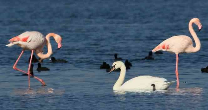 Hersek Lagünü’nde kuğu ve flamingolar aynı karede