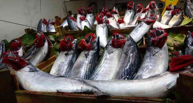 Palamudun bolluğu, hamsinin azlığına neden oldu