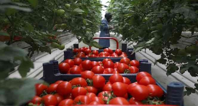 Seracılık Mükemmeliyet Merkezi’nde 4 ayda 550 ton domates