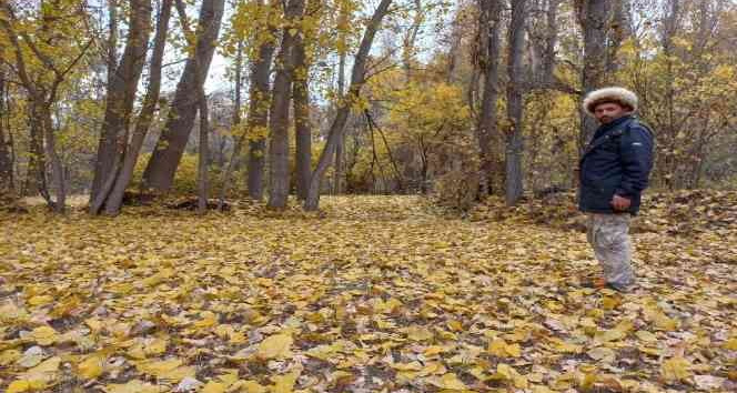 Yozgat’ta sonbaharın sarı rengi mest etti
