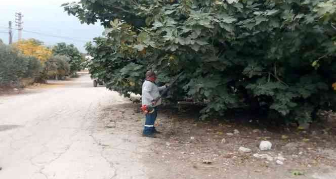 Kadirli’de görüşü engelleyen ağaçlar budanıyor