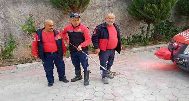 Site bahçesinde yılan paniği