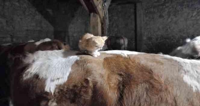 Yavru kedi uyumak için ineklerin sırtını tercih ediyor