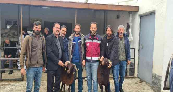 Bingöl’de yetiştiricilere koç desteği verildi